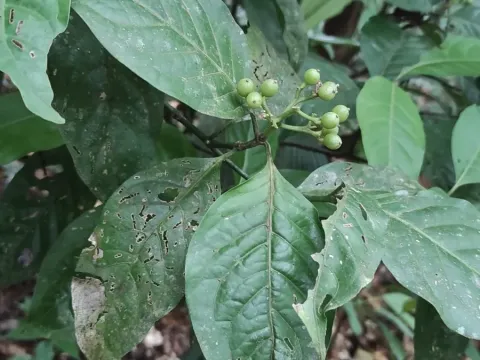Куссарея