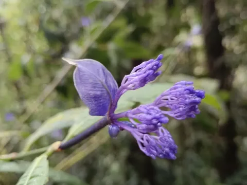Faramea