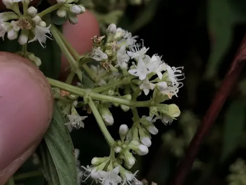 Emmeorhiza