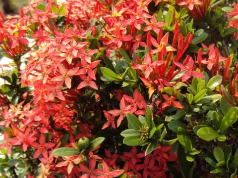 Ixora brevifolia