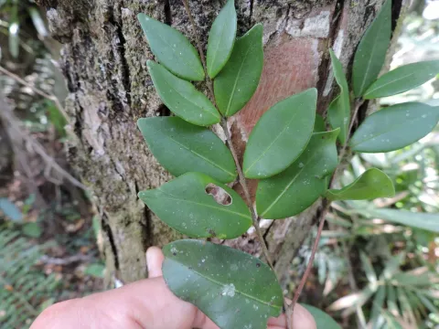 Siphoneugena