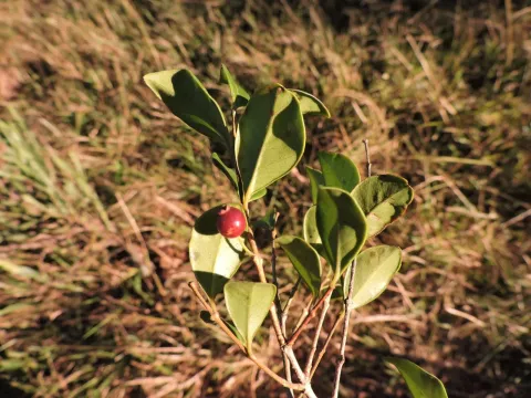 Psidium ovale