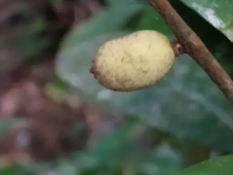 Калікоректес