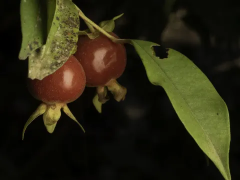 Eugenia expansa