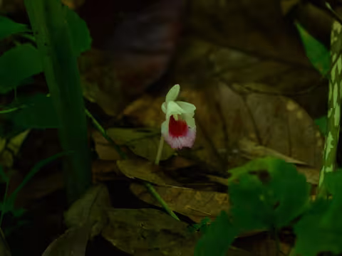 Boesenbergia