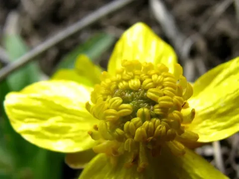 Eschscholtz's buttercup
