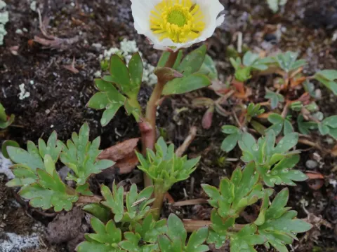 Ranunculus gelidus