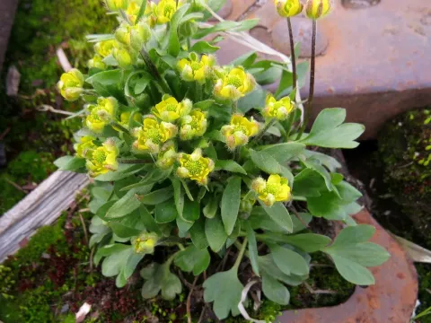 Sabine's buttercup