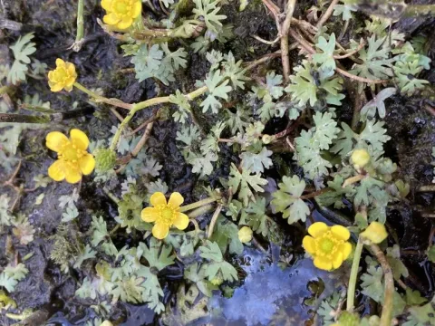 Gmelin's buttercup