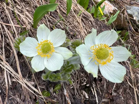 Western pasqueflower