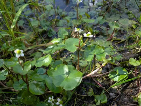 Floating marsh marigold