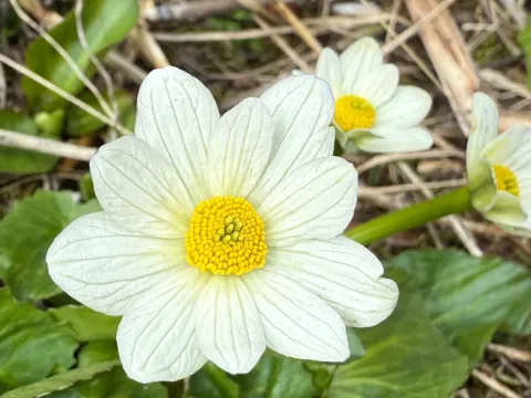 White marsh marigold