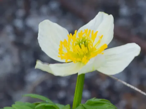 Купальница белоцветковая