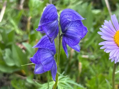 Larkspurleaf monkshood