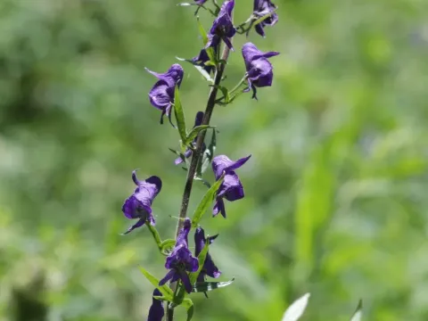 Columbian monkshood
