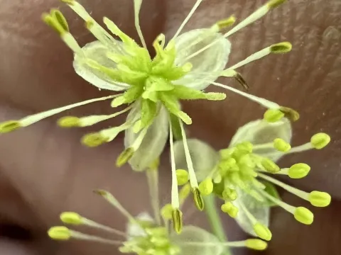 Few-flowered meadow-rue