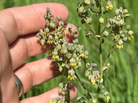Veiny meadow-rue