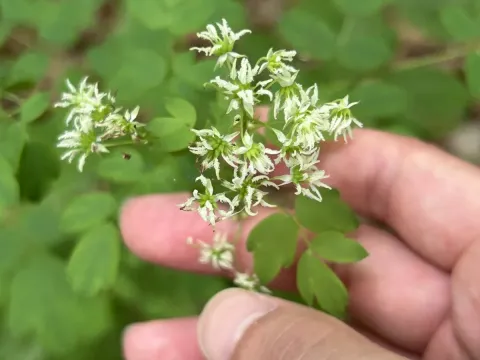 Purple meadow-rue
