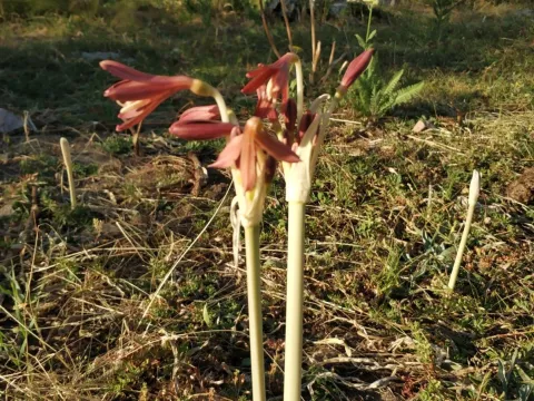 Ungernia
