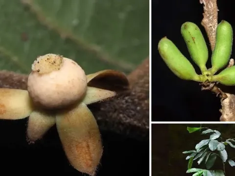 Trivalvaria