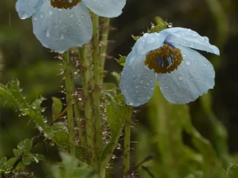 Meconopsis aculeata
