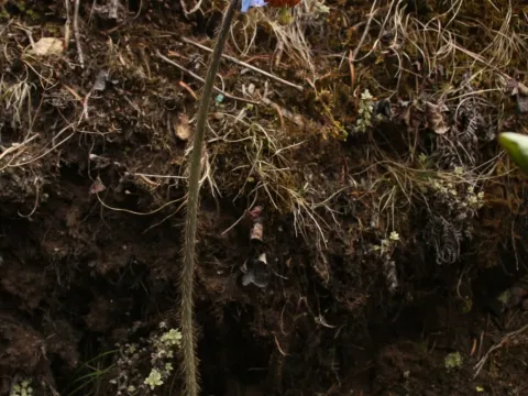 Meconopsis simplicifolia