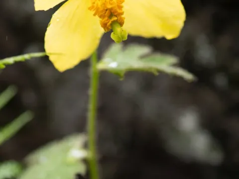 Meconopsis integrifolia