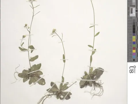 Arabis amplexicaulis