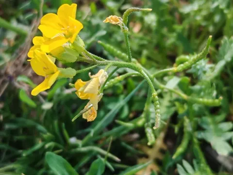 Chorispora sibirica