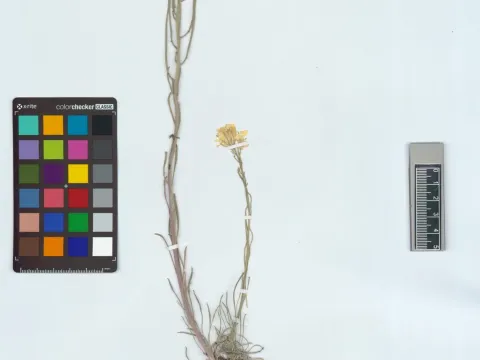 Altai wallflower