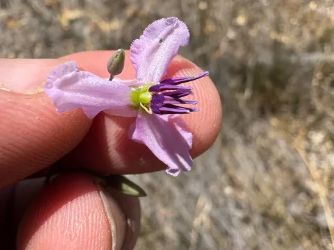 Dichopogon
