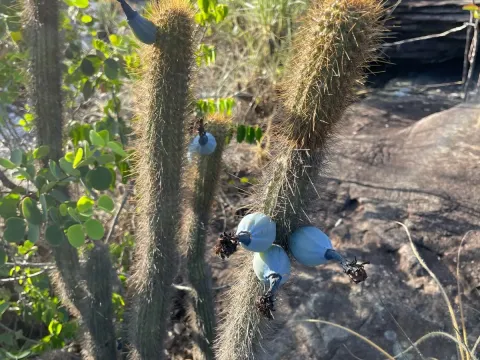 Cipocereus