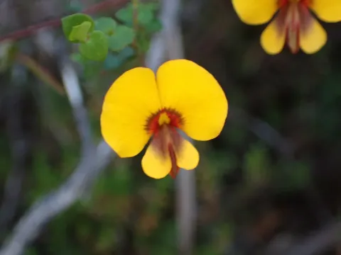 Bossiaea