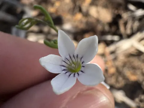 Cyphanthera