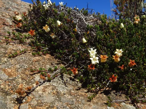 Alpine Cryptandra