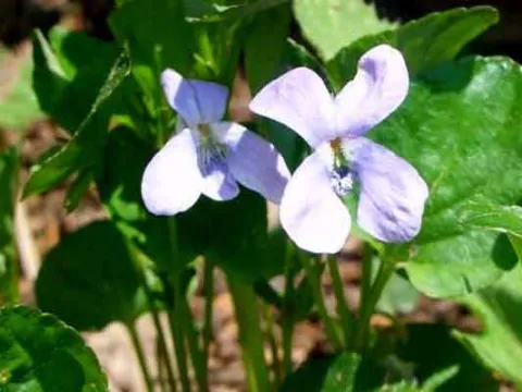 Muehldorf violet