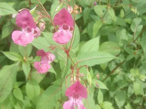 Impatiens