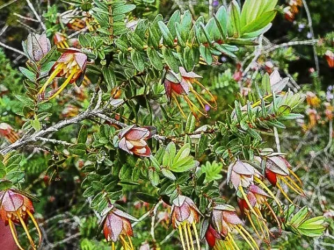 Дарвиния