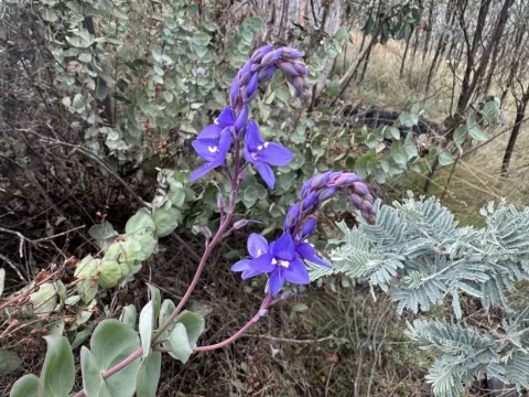 Diggers speedwell
