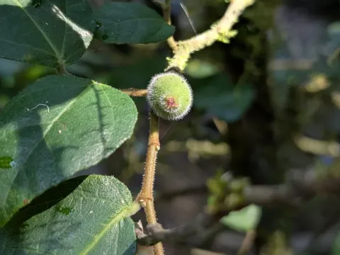 Фикус корончатый