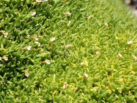 Scleranthus biflorus