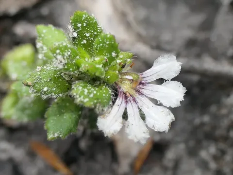 Scaevola hookeri