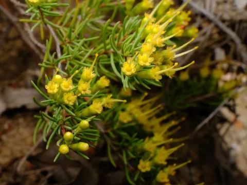 Homoranthus