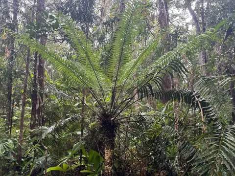 Lepidozamia