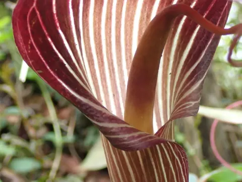 Arisaema speciosum