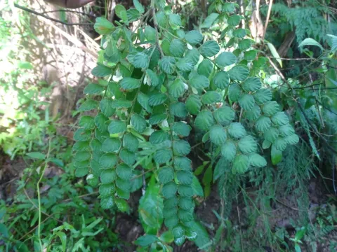 Phyllodium