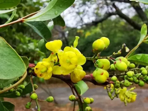 Chochoco barberry