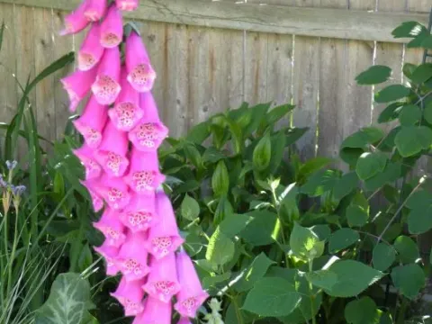 Digitalis hybrids