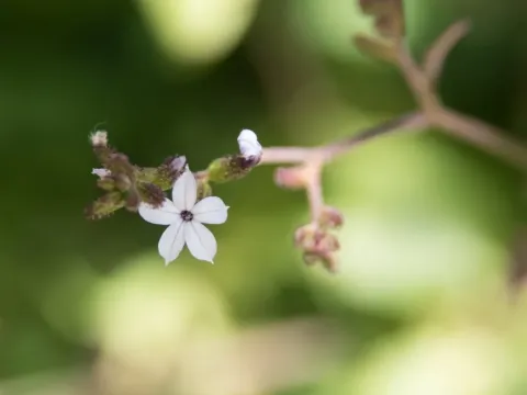 Plumbago pulchella