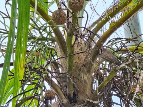 Pelagodoxa